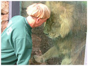 Lion in Zion